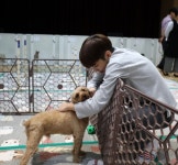 반려동물 시장 호황인데 펫보험 불황인 이유?… 반려동물 관련 규정 미비된 탓?