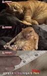 동물농장 뚱냥이 루루 등장...허리 31인치 비만 원인은 우울증?