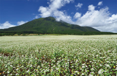 자연주의 여행지 시나노마치, 치유의 숲