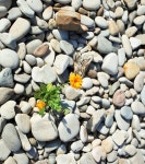 섬의 맛, 섬의 재미, 전남 영광군 송이도