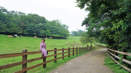 [타이완 레저 농장] 저 푸른 초원 위에, 페이니우 목장