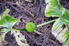 오름에 대한  나름의 이야기들