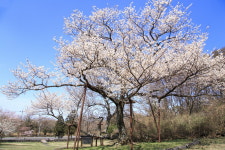 지금 놓치면 후회할, 제주 벚꽃 명소 7