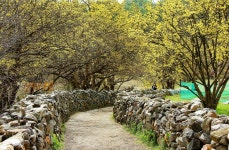 벚꽃보다 먼저 봄을 알리는 산수유마을