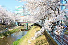 벚꽃비 내리는 울산 벚꽃 명소