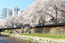 벚꽃비 내리는 울산 벚꽃 명소