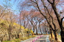 찬란한 봄날 맞은, 부천 봄꽃 명소 4