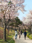 찬란한 봄날 맞은, 부천 봄꽃 명소 4