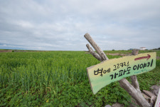 연초록 물결, 가파도 청보리 캠핑