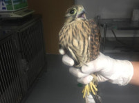 서울시, 민간주도 야생동물 구조 및 치료...두팔 걷었다