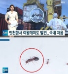 인천항 붉은불개미, 번식력 강해 자리 잡으면 박멸 힘들다…여왕개미+일개미 발견