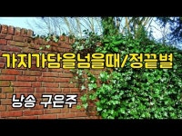 [詩가 있는 아침]가지가 담을 넘을 때