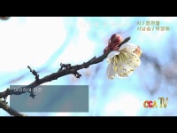 [詩가 있는 아침]매화꽃 필 무렵에