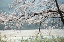 [여행칼럼] 남도 봄나들이(3) 화무십일홍(花無十日紅)