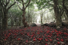 [양현근 시인의 詩 감상] 백련사 동백숲길에서