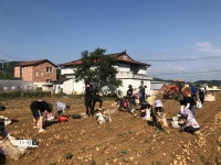 울산대 학생들, 농번기 농촌봉사활동 진행