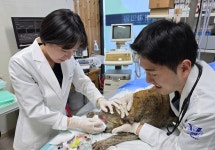 경북대 수의대, 청송 산불 피해 지역 동물 진료 봉사