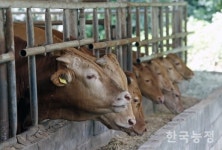 또 다시, 한우 소농이 흔들린다