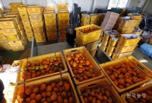 밀감이 이런 맛이었어?