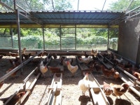 AI 재앙의 시대에 지속가능한 축산업을 꿈꾸다