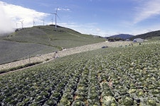 여름엔 고랭지배추