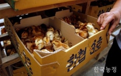 토종닭, 순계를 아십니까?