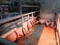 다산성종돈 수입해도 평균성적은 제자리