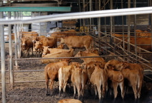 입지제한구역 내 축사 폐쇄 않으면 행정처분 불가피