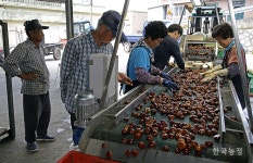 알밤도 수매해요!