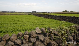 왜 쌓았을까? - 밭담의 과거와 현재