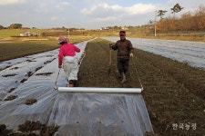 비닐 덮는 게 늦었어!