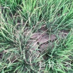 말라붙은 땅, 속타는 농민