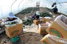 양평 시금치도 맛나요!