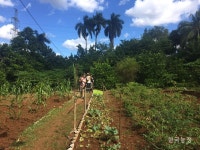 농생태학 운동, 농민에게서 농민에게로