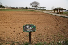 생태도시 표방 수원시의 토종텃밭 강제철거