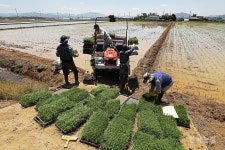 철원 오대쌀 심어요! 초여름 날씨 속 모내기 한창