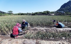 제주 남원농협 임직원, 마늘 수확 일손 돕기 나서