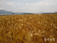 보릿고개 넘는 보리재배 농민들