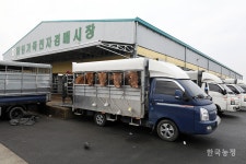 함평축협, 올해 마지막 우시장 개최