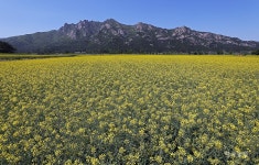 Non-GMO 급식을 가로막는 요소들