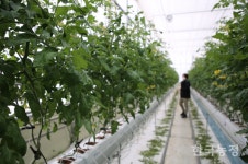 미완의 경영실습 임대농장, 망가진 청년 농민의 꿈