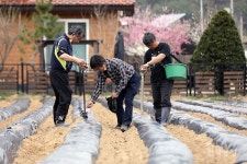 옥수수도 직파해요!