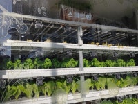 수경재배, 친환경농업 아니다