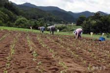 들깨 심어요!