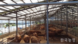 개량으로 가치 올린 한우, 이젠 지속가능한 축산으로 지켜야