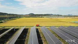 우후죽순 들어선 태양광에도 내 논은 농사지을 것