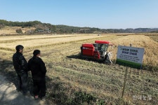 쌀부터 통일하자 연천 평화농장서 통일쌀 추수