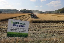 쌀부터 통일하자 연천 평화농장서 통일쌀 추수