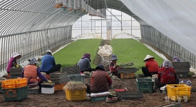 세밑 한파 불구 달래 수확 한창