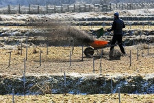 꽝꽝 언 미나리논서 퇴비를